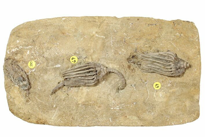 Fossil Crinoid Plate (Two Species) - Crawfordsville, Indiana #243933